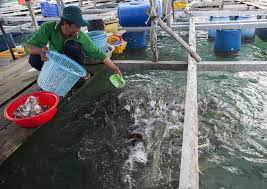 VIDEO: Giá cá giảm, người nuôi thuỷ sản ở Đoàn Kết gặp khó